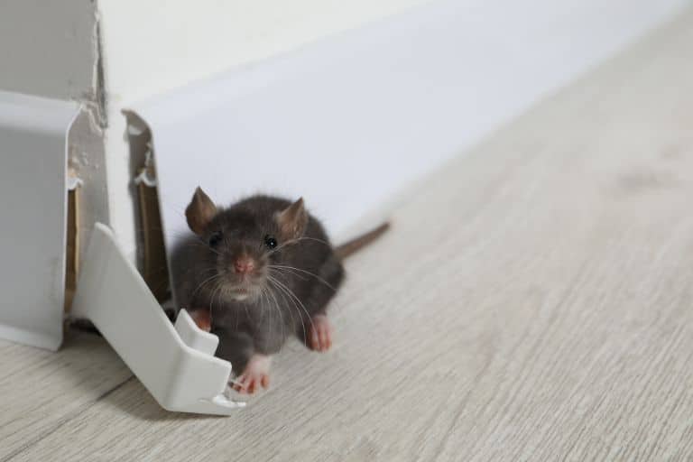 Rodent Pest Control Service