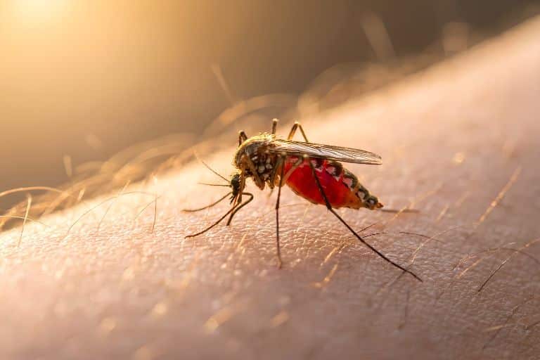 Mosquito Pest Control services